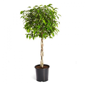 Braided Ficus Tree Tall House Plant in Corner Brook, NL | The Orchid Braided Ficus Tree Tall House Plant in Corner Brook, NL | The Orchid