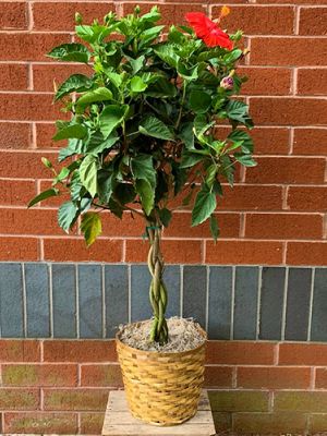 Braided Hibiscus