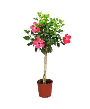 Braided Hibiscus Tree with Basket and Bow 