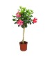 Braided Hibiscus Tree with Basket and Bow 