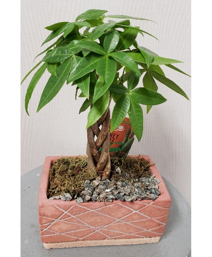 Braided Money Tree Bonsai Plant