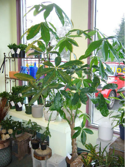 BRAIDED MONEY TREE Indoor Plant