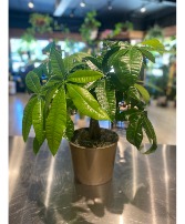 Braided Money Tree Non-Toxic Plant