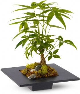 BRAIDED MONEY TREE PLANT ***LOCAL DELIVERY ONLY***