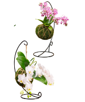 Bramble Kokodama Phaleonopsis Orchid plant