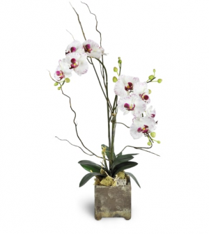 Phalaenopsis Orchid Plant  