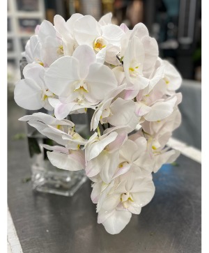 Bridal Bouquet orchid 