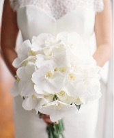 Bridal Bouquet Orchid  