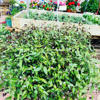 Bridal Vail Hanging Basket Plant