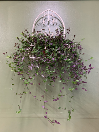 Bridal Veil Jew plant in metal wall hanging planter