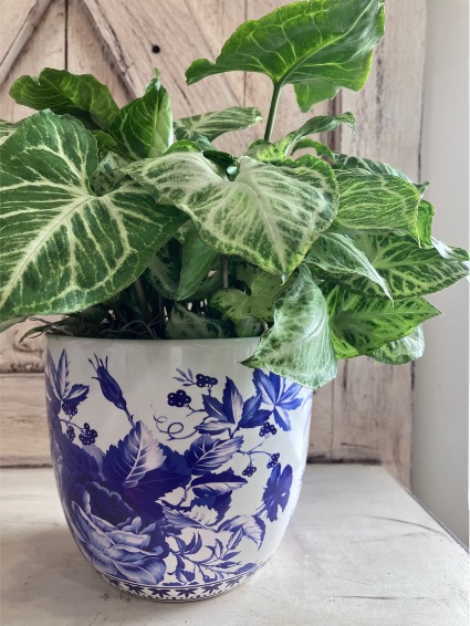 Bridgerton Series House Plant Decor (Limited Quantity)