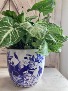 Bridgerton Series House Plant Decor (Limited Quantity)