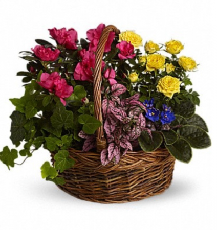 Bright and Cheery Plant Basket Plants