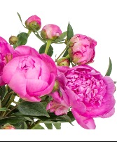 Bright Pink Peonies Wrapped Bouquet  
