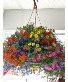 Bright Rainbow Hanging Basket Hanging Basket