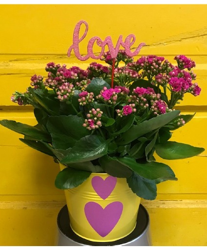Bright Valentine Kalanchoe Blooming Plant