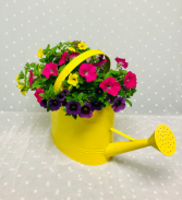Assorted Color Watering Cans Outdoor Planter