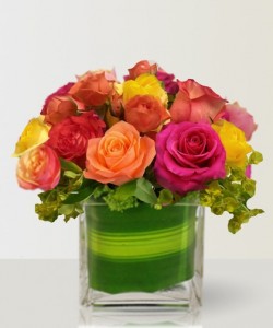  Brightly colored Roses 