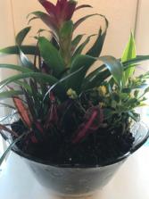 Bromeliad Among Plants  Dish Garden