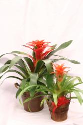 Bromelaid Plant  Blooming Plant in a metal or wood container