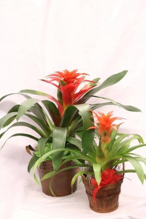 Bromelaid Plant  Blooming Plant in a metal or wood container