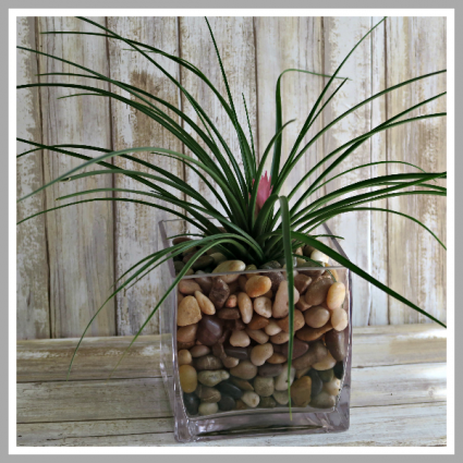 Pink Quill Bromeliad Air Plant