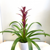 Bromeliad