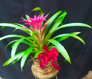 Bromeliad