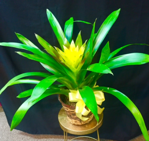 Bromeliad in Rensselaer, IN | JORDAN'S Bromeliad in Rensselaer, IN | JORDAN'S