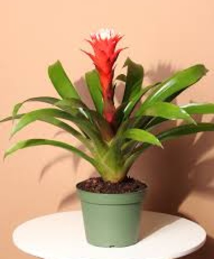 Bromeliad
