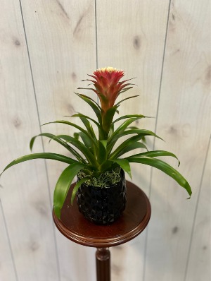 Bromeliad 