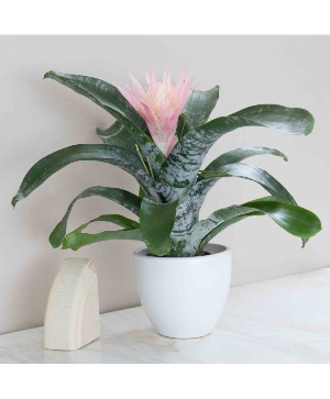 Bromeliad Aechmea 