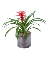 Bromeliad All Around Arrangement