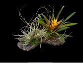 Bromeliad and Air Plant Sculpture Bromeliad and Air Plant Sculpture