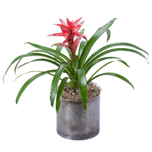 Bromeliad Arrangement