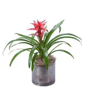 Bromeliad Arrangement