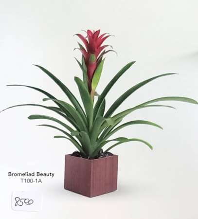 Bromeliad Beauty 