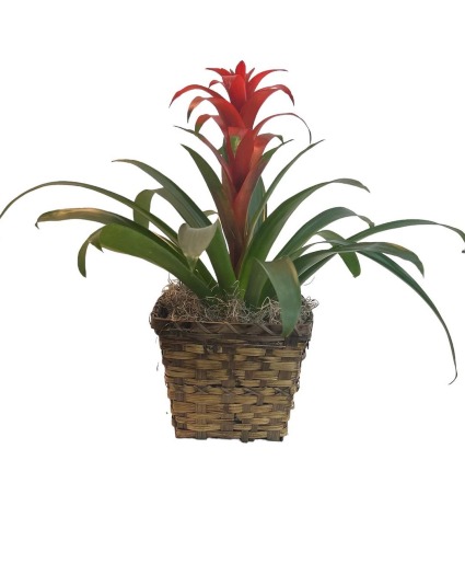 Bromeliad Blooming Plant