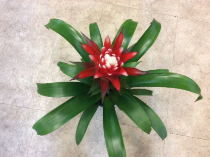 Bromeliad flowering plant Bromeliad