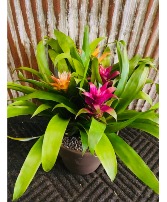 Bromeliad Garden  