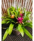 Bromeliad Garden  
