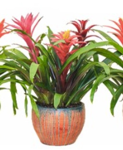 Bromeliad Garden in ceramic