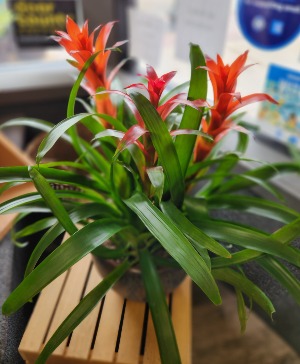 Bromeliad Garen 