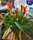 Bromeliad Garden 