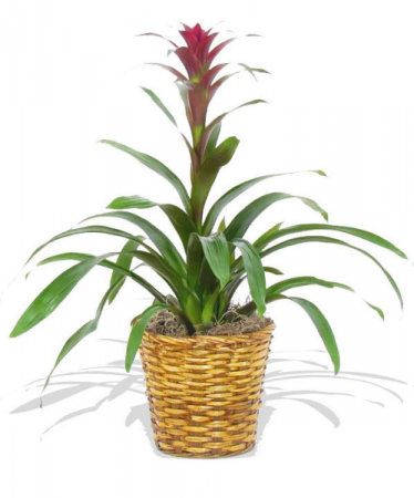 Bromeliad Green Plant