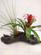Bromeliad & Air Plants in Driftwood 