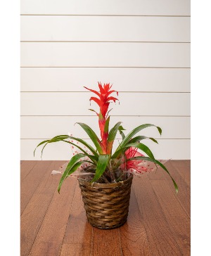 Bromeliad House Plant