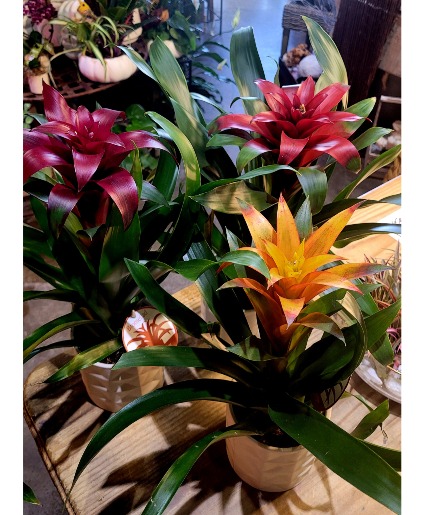 Bromeliad in a ceramic pot