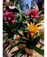 Bromeliad in a ceramic pot  