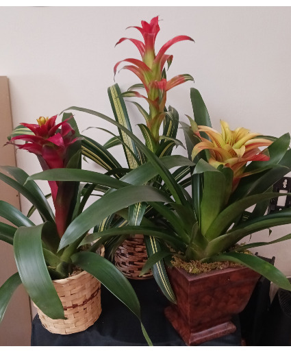 Bromeliad In Basket Plant